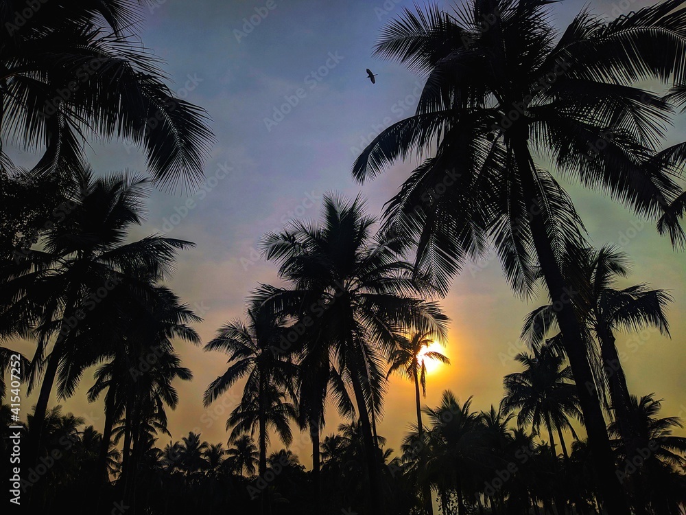 Fototapeta premium palm trees at sunset