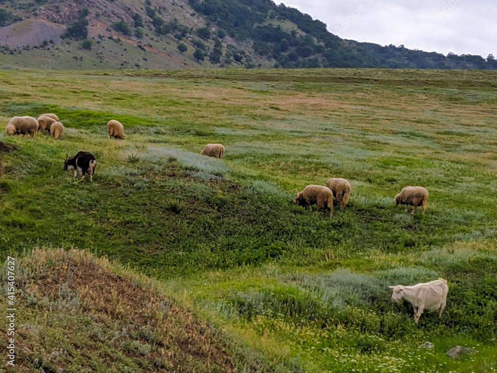 Lots of sheeps are grazing in the beautiful green valley where the grass is green and long. Sky is with clouds. Nature and wild life concept. sacrificial sheep.