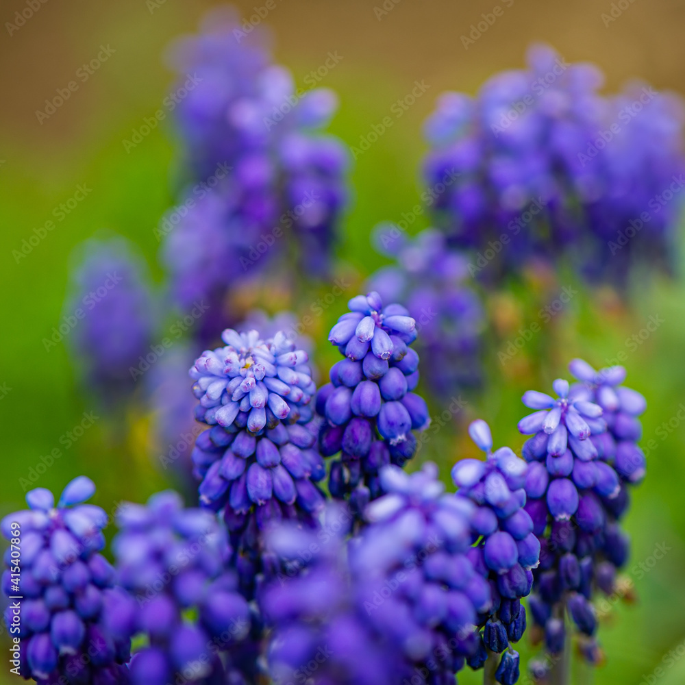 Purple blooming flower Mouse hyacinth in the garden. Purple blooming flower Mouse hyacinth in the garden.