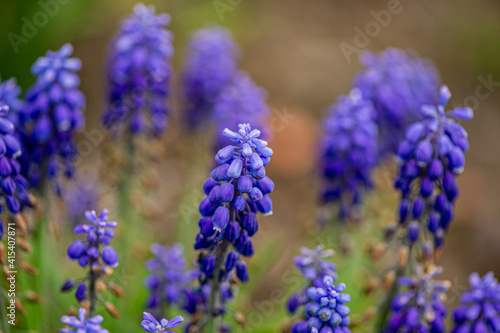 Purple blooming flower Mouse hyacinth in the garden.