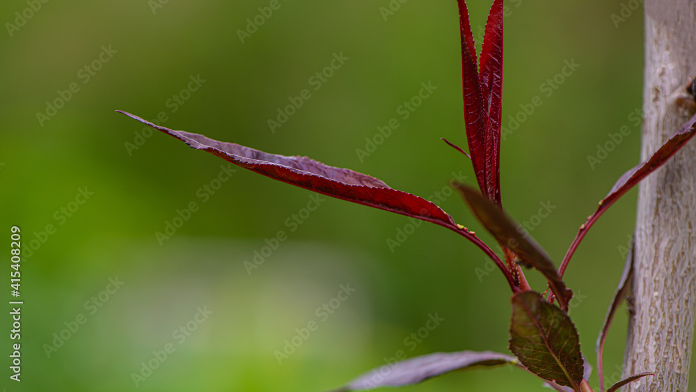 Fototapeta premium Dark red peach foliage and tree trunk on a blurred green background, close-up.
