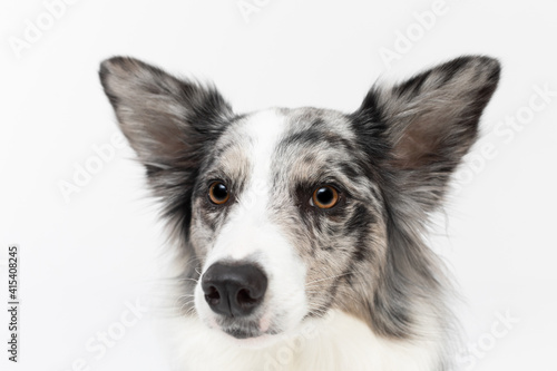 A close-up of a Border Collie dog's muzzle with erect ears against a white background. The dog is colored in shades of white and black and has long and delicate hair. An excellent herding dog.