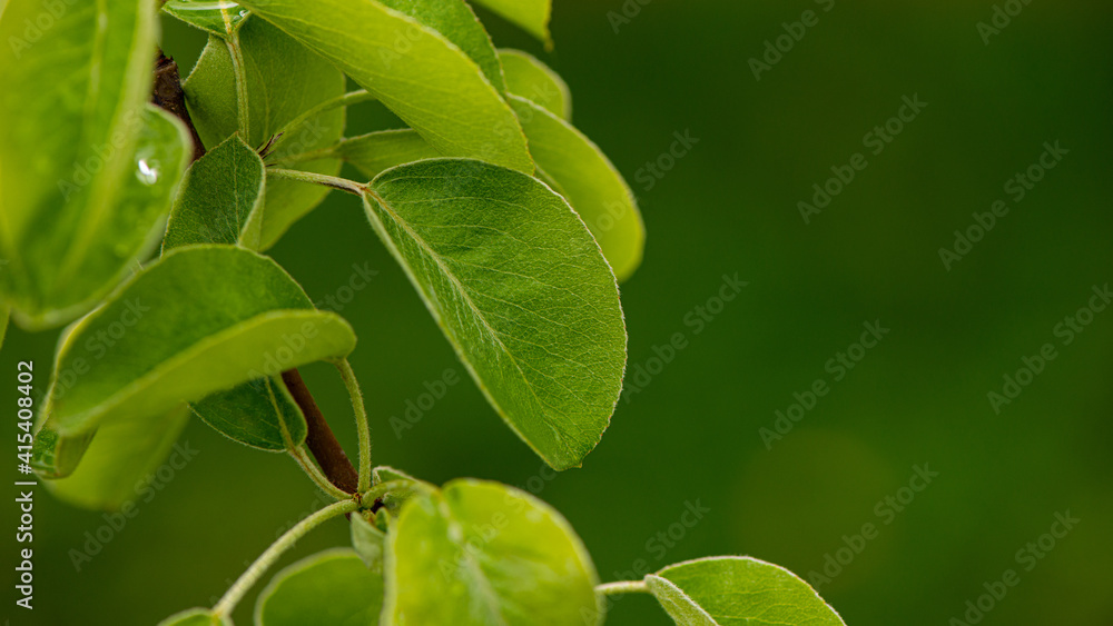 Green foliage of a pear tree on a blurred background. Green foliage of a pear tree on a blurred background.