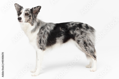 A Border Collie dog stands on a white background and looks looking ahead. The dog is colored in shades of white and black and has long and delicate hair. An excellent herding dog.