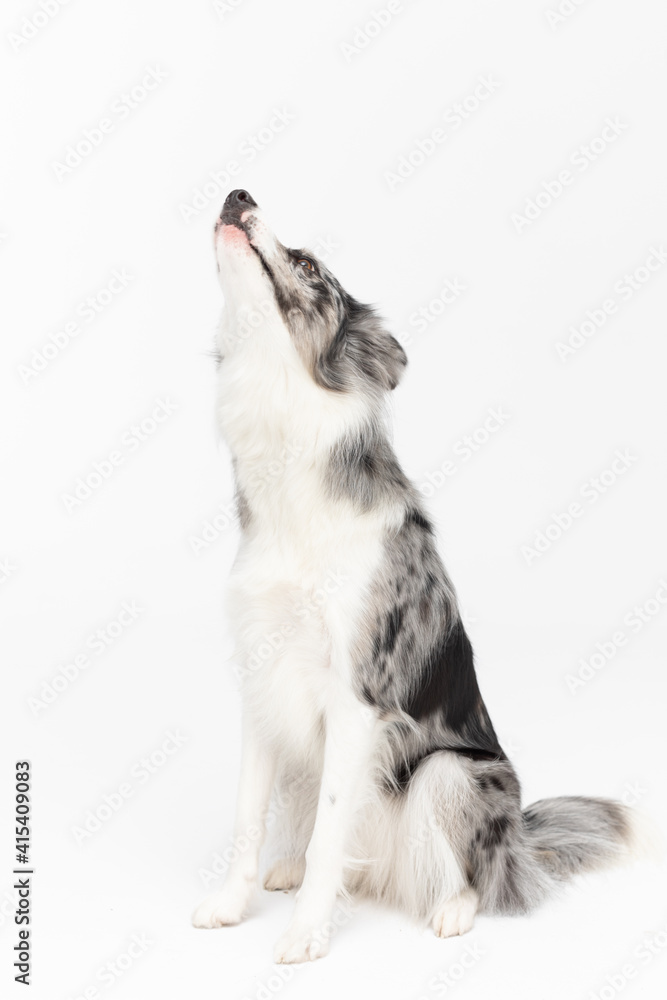 On a white background sits a thoroughbred Border Collie with a full pedigree with its mouth raised up and howling loudly. The dog is colored in shades of white and black and has long and delicate hair On a white background sits a thoroughbred Border Collie with a full pedigree with its mouth raised up and howling loudly. The dog is colored in shades of white and black and has long and delicate hair