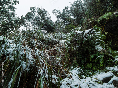 Wintry Subtropical Mountain Plants. Mountain Field  Plants During the Severe Cold Wave in Qixing Mountain, Taiwan
 photo