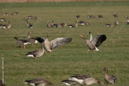 Greylag Goose in the Weerribben the Netherlands. © Klaas