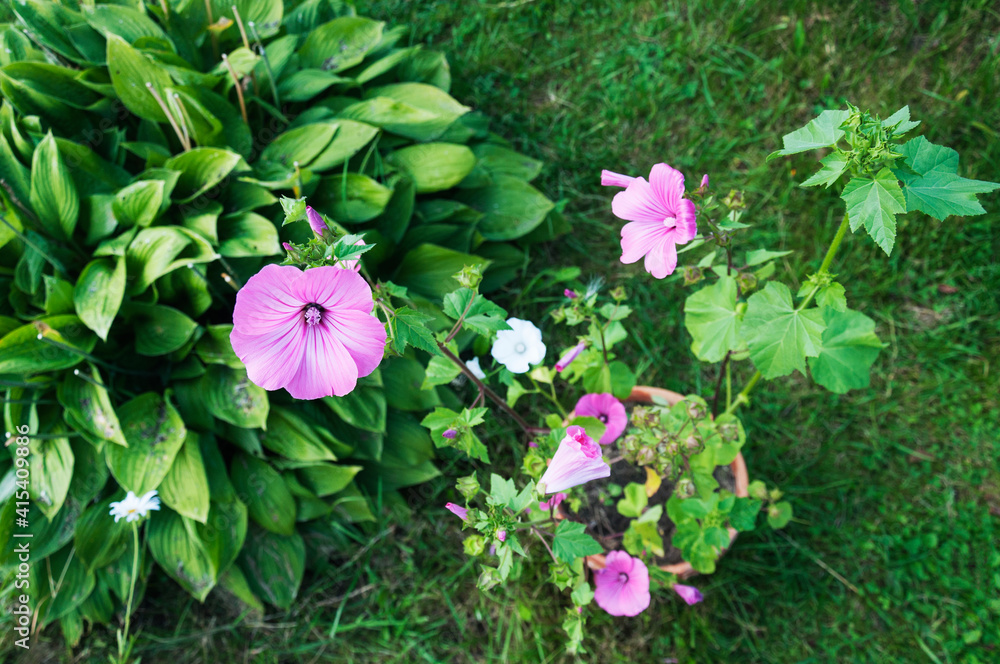 mixed lavatera flowers in the garden
