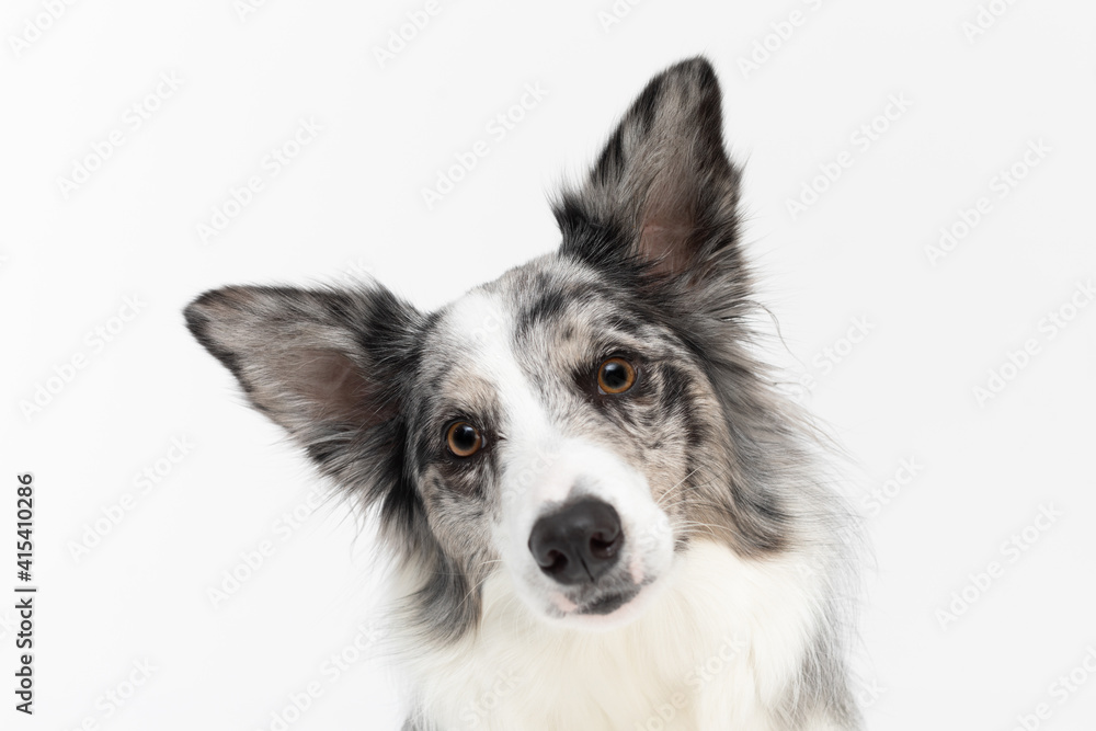 A close up of a dog's tilted muzzle as a sign of misunderstanding, a Border Collie breed with eared ears against a white background. The dog is colored in shades of white and black and has long and