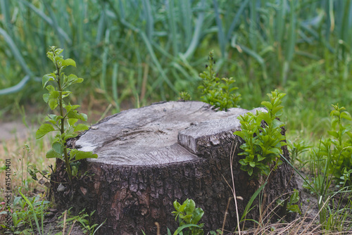 Old stump with young shoots. Small shoots of a pear tree grow from an old stump.
