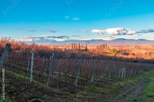 Winter sunset in the vineyards of Collio Friulano photo