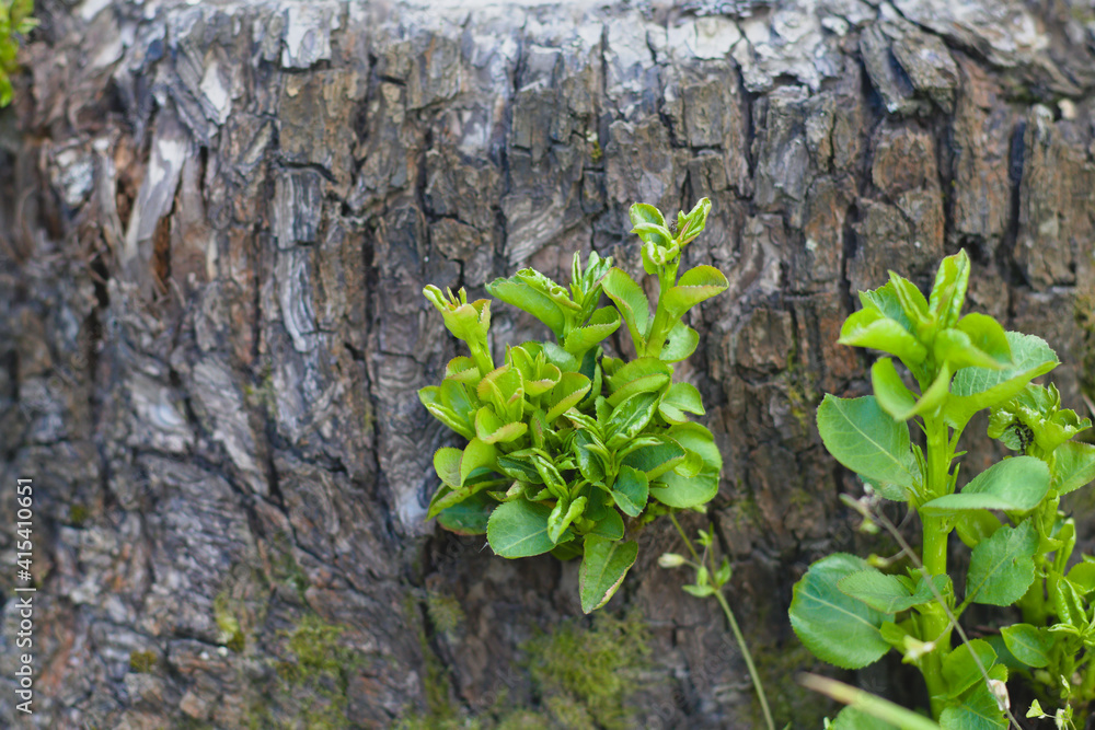 Young sprouts on an old stump. Small green leaves grow on a pear tree.