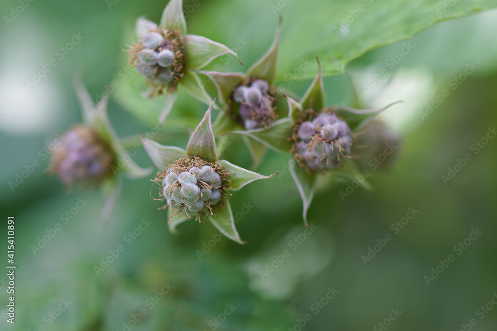 Unripe raspberry berries close up Unripe raspberry berries close up