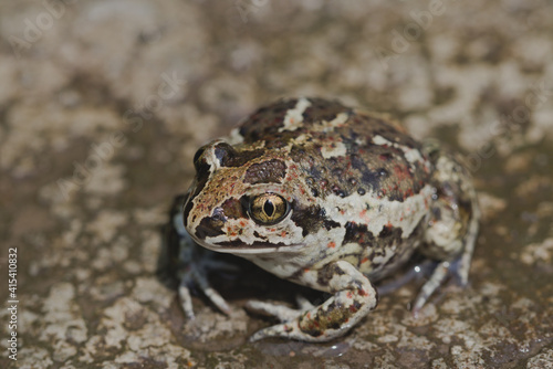 A small Earth frog sits on the ground
