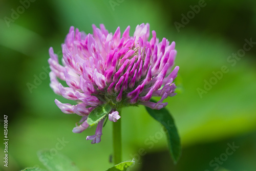Pink clover in dew drops growing in summer green field at morning. Close up
