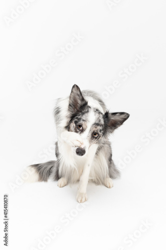 Fototapeta Naklejka Na Ścianę i Meble -  A Border Collie dog has a paw on its nose because it is ashamed of its bad behavior. The dog is colored in shades of white and black and has long and delicate hair. An excellent herding dog.