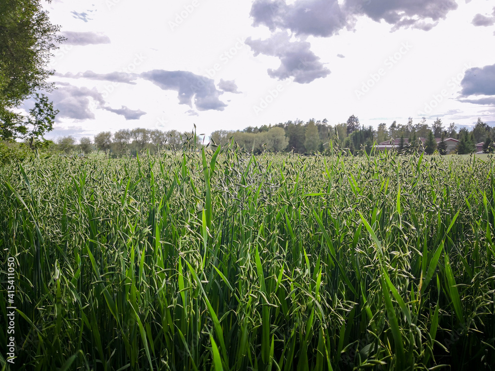 green oat field in the beginning of summer