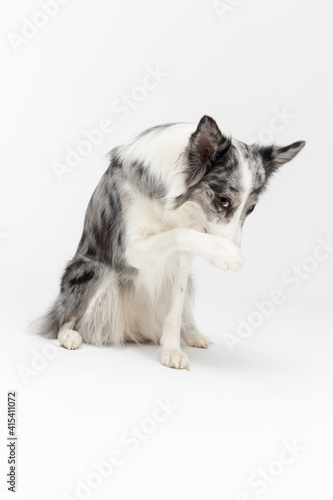 A Border Collie dog has a paw on its nose because it is ashamed of its bad behavior. The dog is colored in shades of white and black and has long and delicate hair. An excellent herding dog. © fotodrobik
