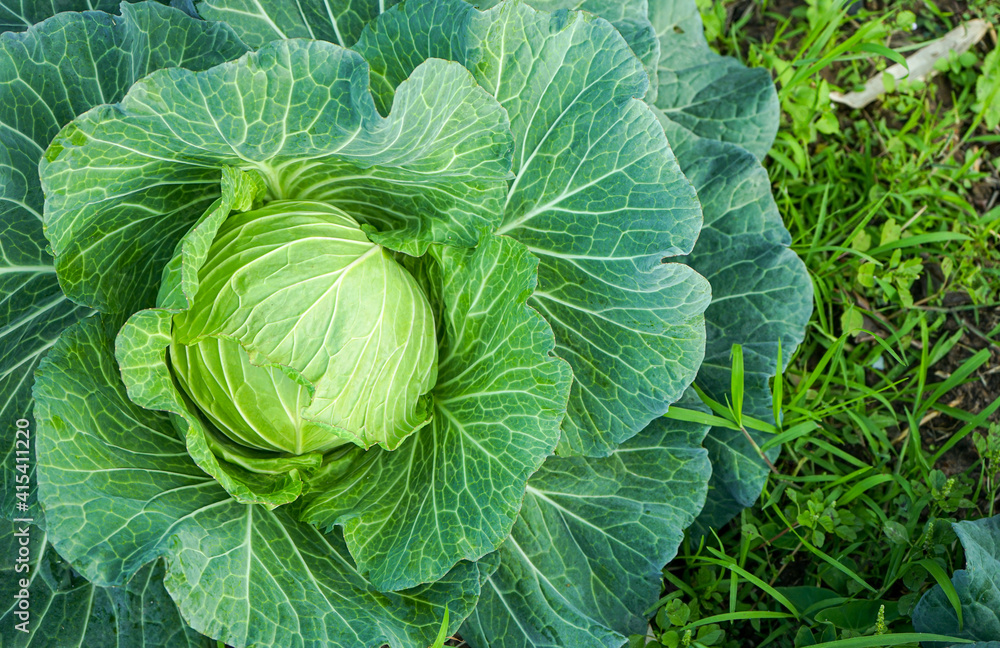 Close up of Green cabbage head in the garden with copy space Close up of Green cabbage head in the garden with copy space