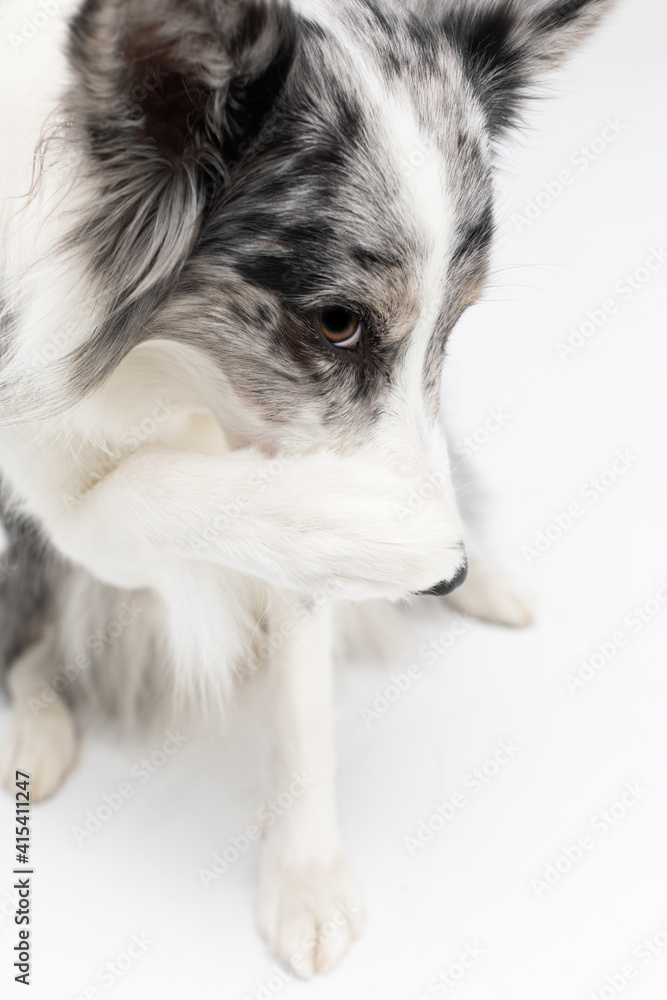 A Border Collie dog has a paw on its nose because it is ashamed of its bad behavior. The dog is colored in shades of white and black and has long and delicate hair. An excellent herding dog.