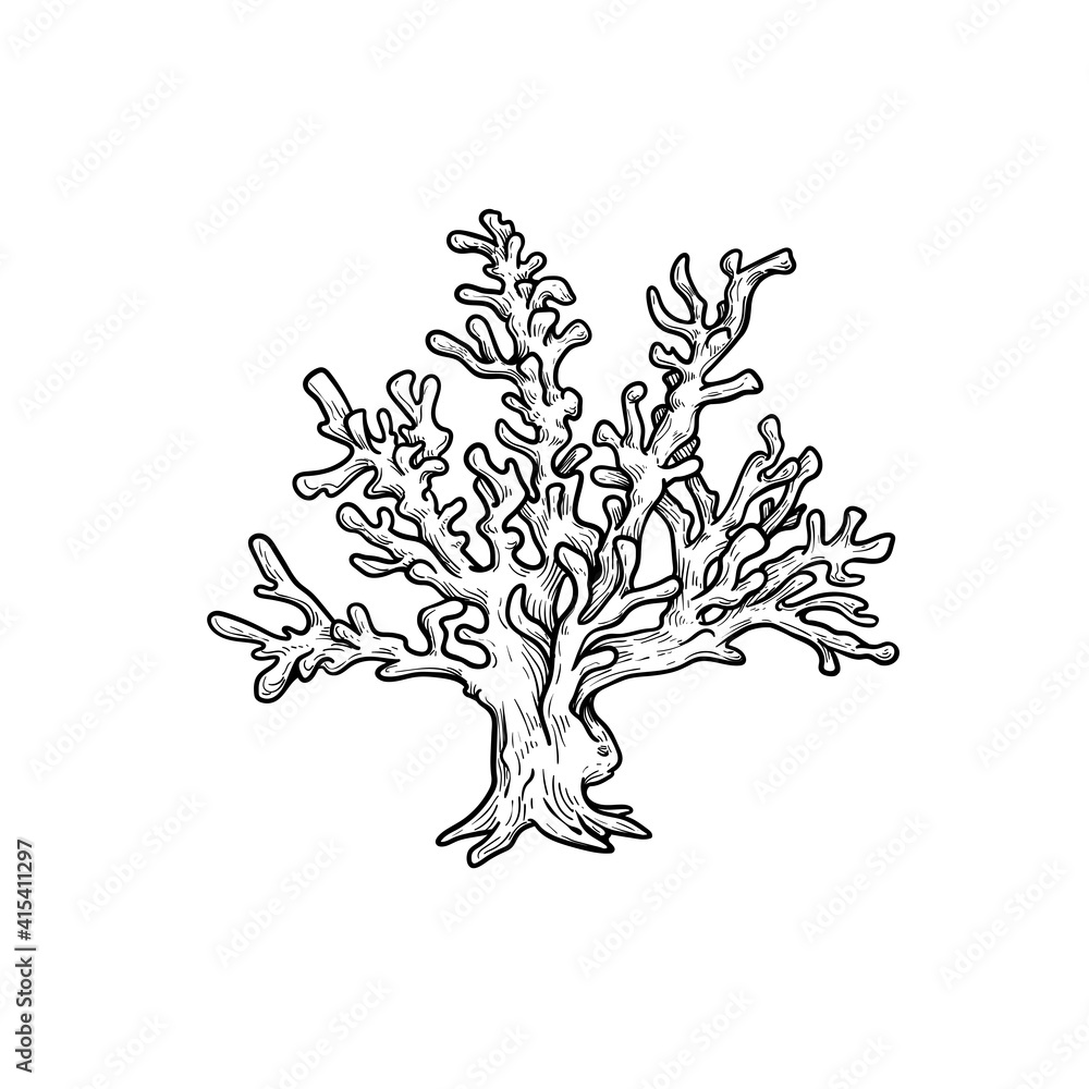Hand drawn corals. Stylophora corals. Underwater reef element. Vector illustration isolated on white background. Hand drawn corals. Stylophora corals. Underwater reef element. Vector illustration isolated on white background.