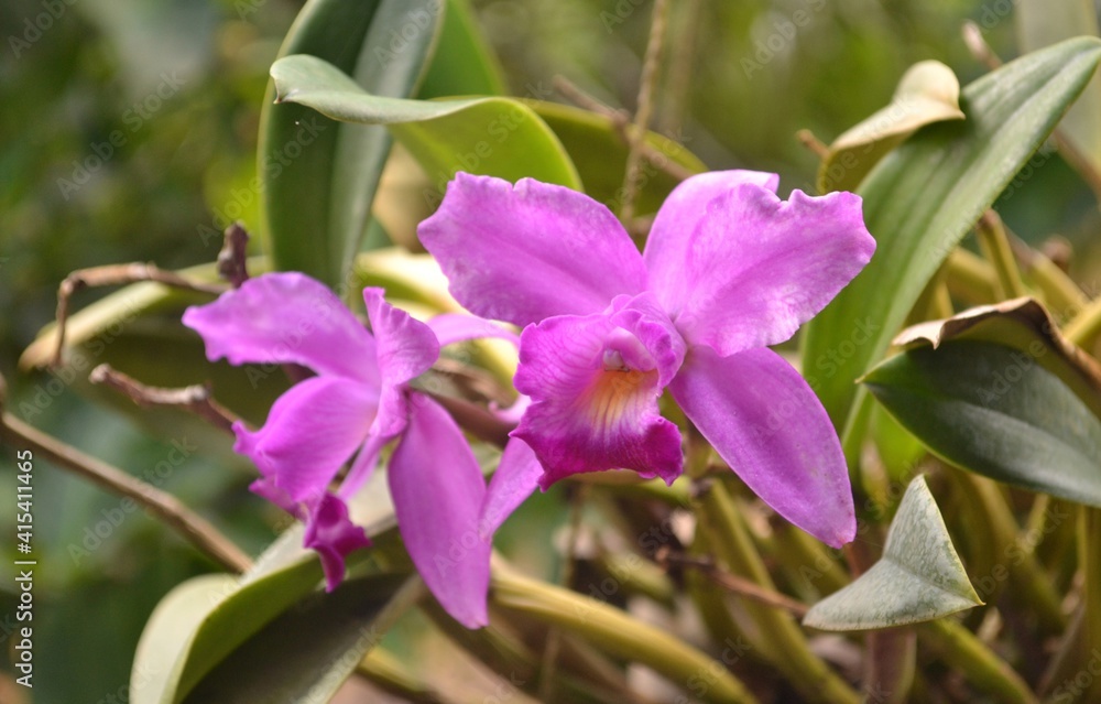 purple orchid with green leaves