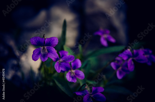 scented purple viola flower © katarinagondova