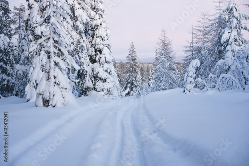 Scenery of winter coniferous forest with trodden path © BullRun