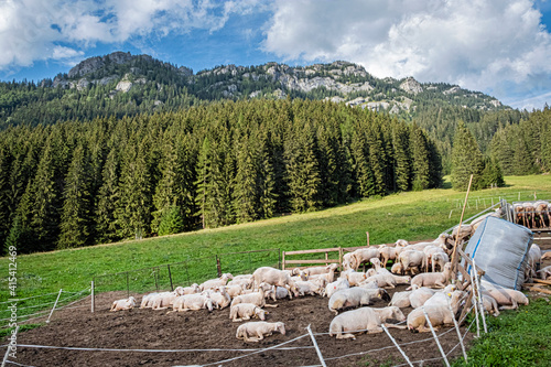 Sheep farm in Low Tatras mountain, Slovakia photo