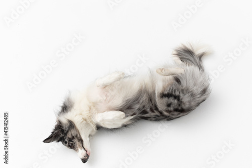 A Border Collie dog on a white background is lying on its back and resting. Top view. The dog is colored in shades of white and black and has long and delicate hair. An excellent herding dog.