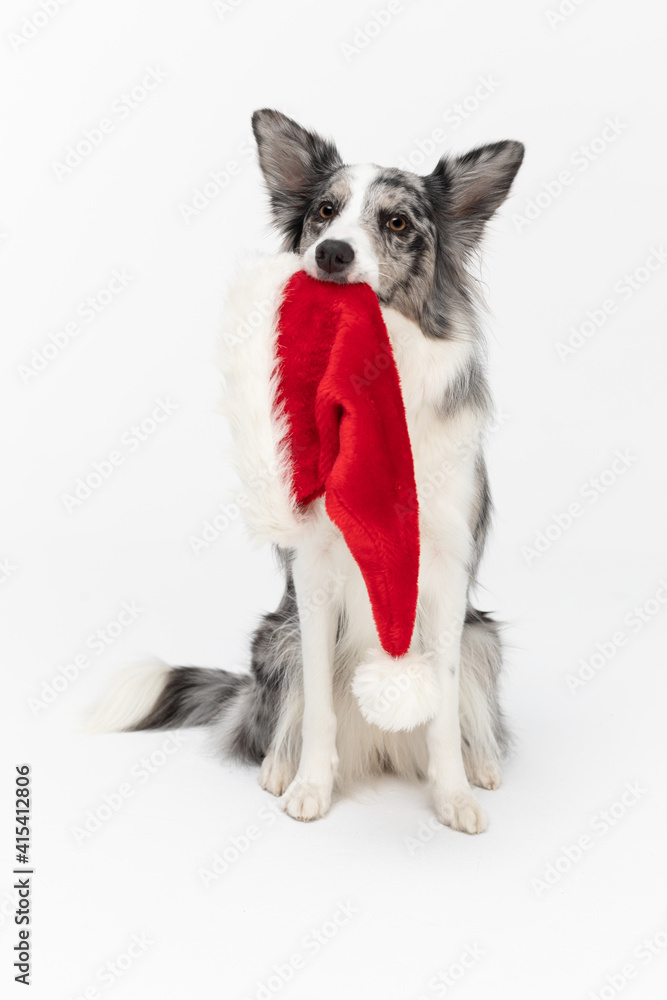 The dog is sitting and holding a red Santa Claus hat with a white pompom in its mouth. Border Collie dog in shades of white and black, and long and fine hair. An excellent herding dog.