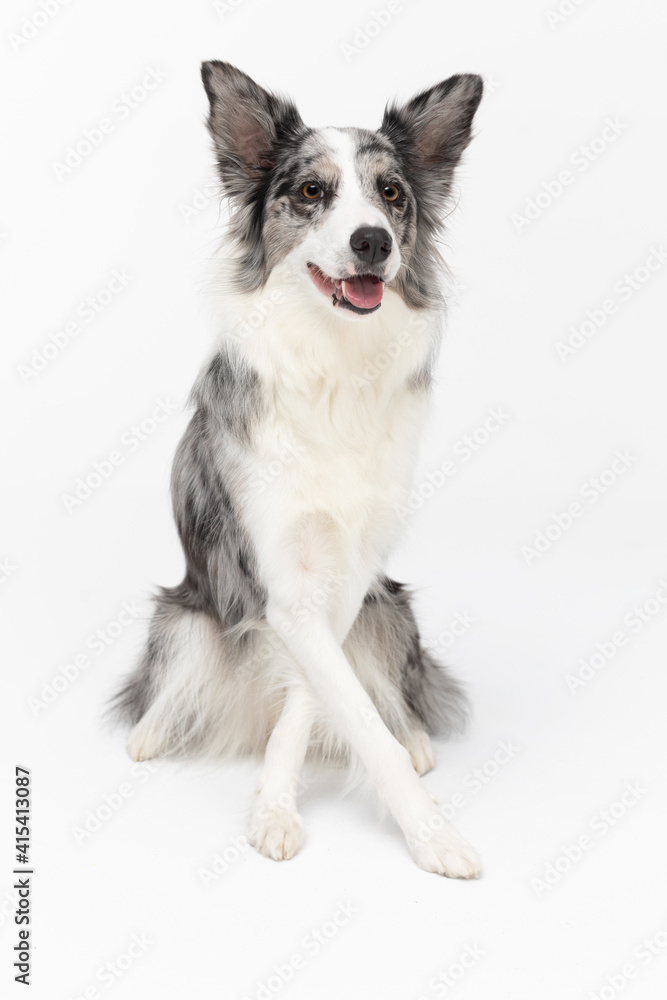 A beautiful dog sits nicely on his ass and his front legs are crossed. Border Collie dog in shades of white and black, and long and fine hair. An excellent herding dog.