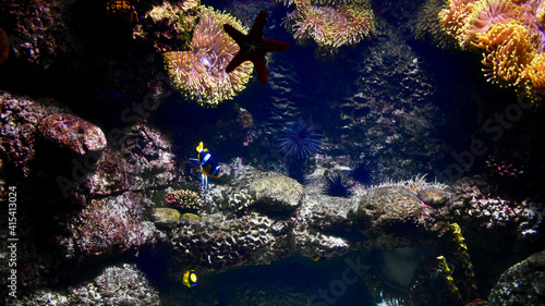 Underwater scene of a reef with fishes in aquarium