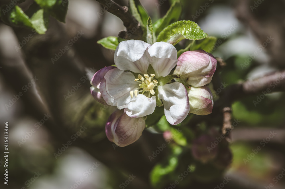 Obraz premium spring blooming flowers on fruit tree and blue sky
