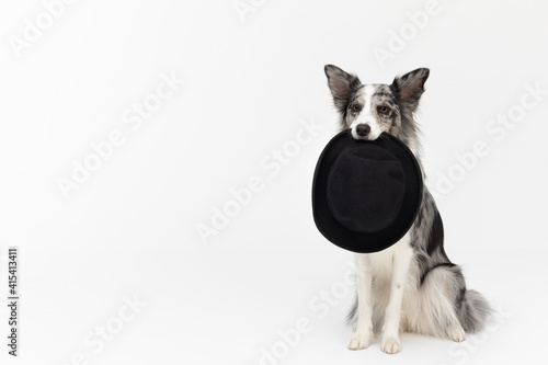 An obliging dog is sitting on his ass with a black hat in his teeth. Border Collie dog in shades of white and black, and long and fine hair. An excellent herding dog. © fotodrobik