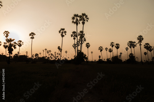Backlit photo of Ton Tan Sunset in Pathum Thani  Thailand.