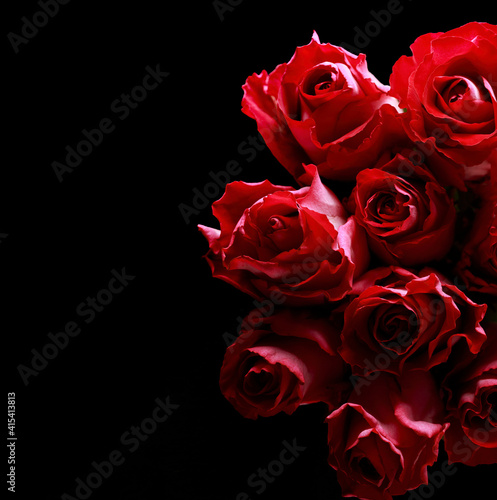 Beautiful red rose on black background