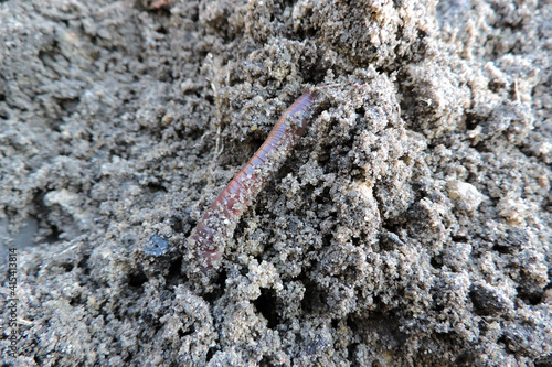 A long common earthworm on the ground photo