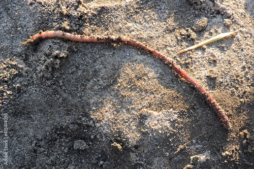 A long common earthworm on the ground photo