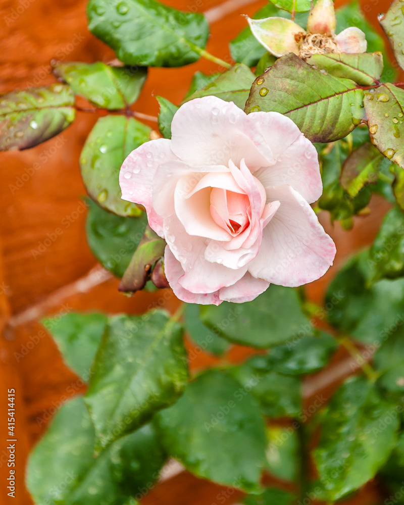 Obraz premium London, United Kingdom, July 10, 2020: Pink rose flower on background blurry pink roses flower in the garden of flowers. Rain drops on pink rose petal. Nature.