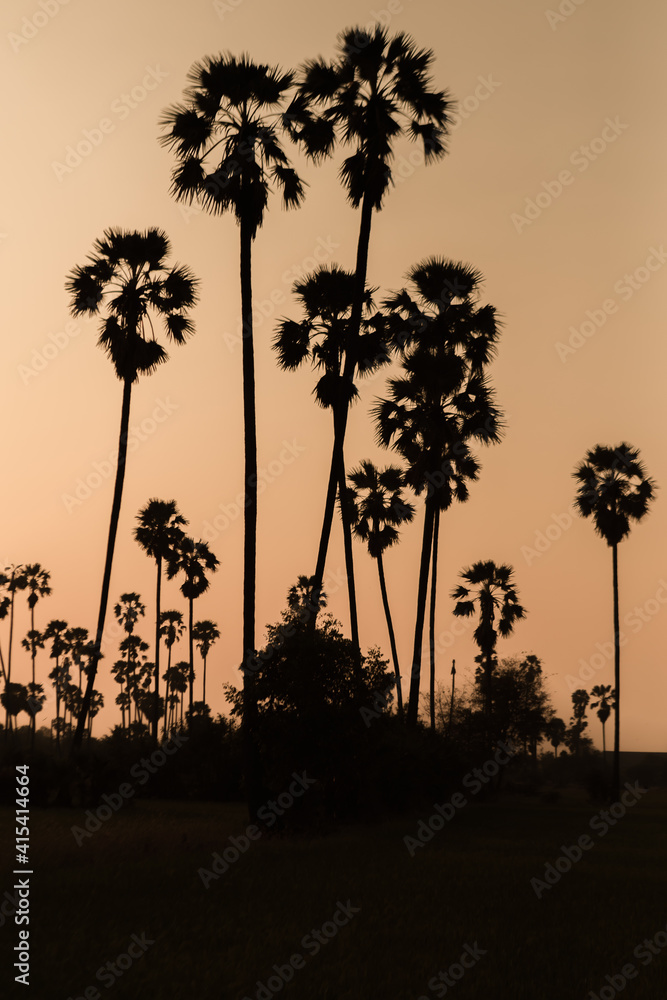 Obraz premium Backlit photo of Ton Tan Sunset in Pathum Thani, Thailand.