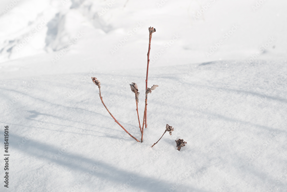 Dry wildflower in a snowdrift. Snowy winter sunny day. Photo with mood. Selective focus Dry wildflower in a snowdrift. Snowy winter sunny day. Photo with mood. Selective focus