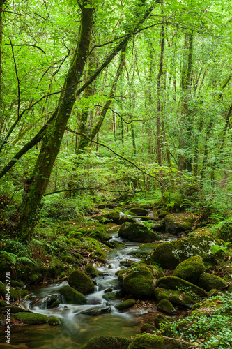 green forest in spain © jose