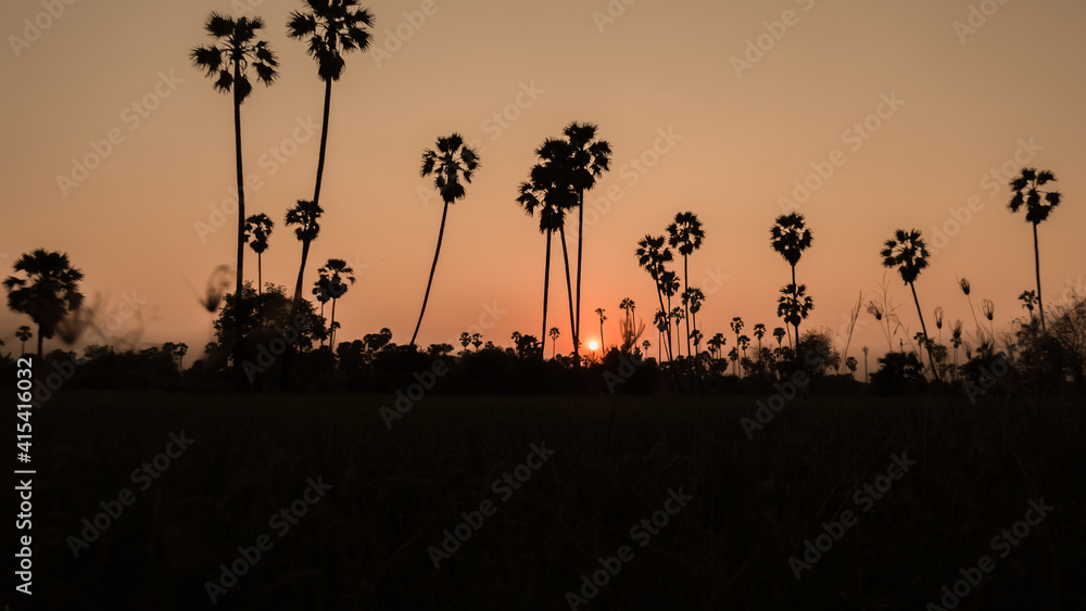 Backlit photo of Ton Tan Sunset in Pathum Thani, Thailand.