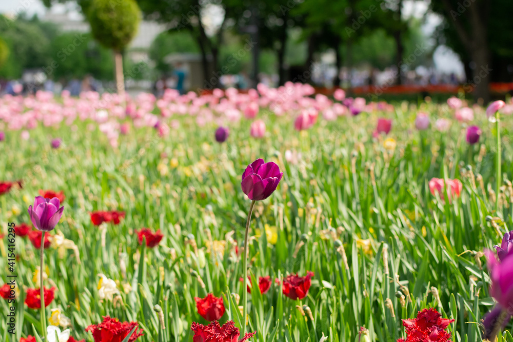 Amazing green garden with purple tulip close up, beautiful spring time Amazing green garden with purple tulip close up, beautiful spring time