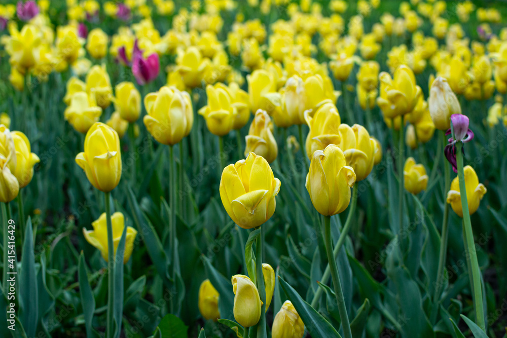 Garden with amazing yellow tulips, tulip field