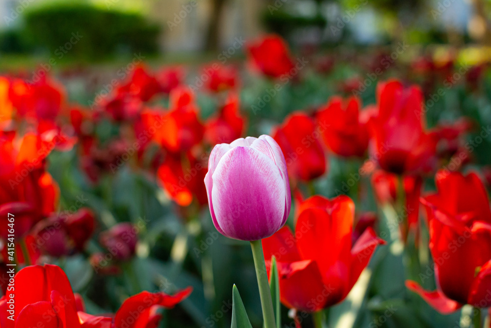 Amazing red tulips garden with purple tulip close up, beautiful spring time
