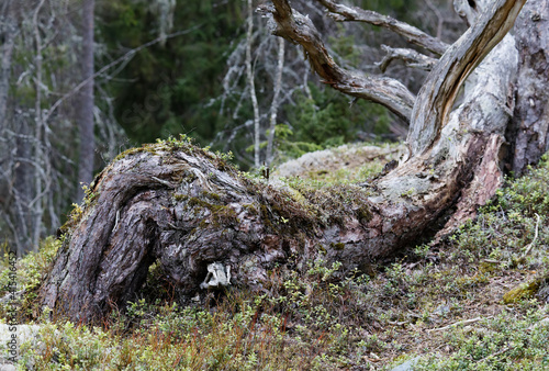 Very old fallen pine tree in the forest