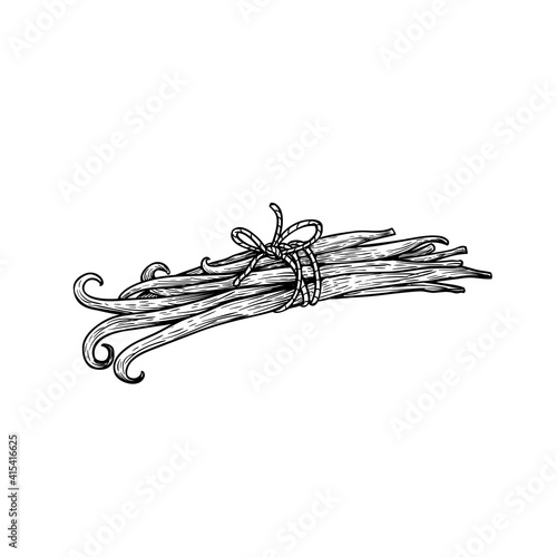 Vanilla sticks or pods in bunch bound by twine. Sketch style hand drawn design. Aroma spices drawing. Vector illustration isolated on white background.