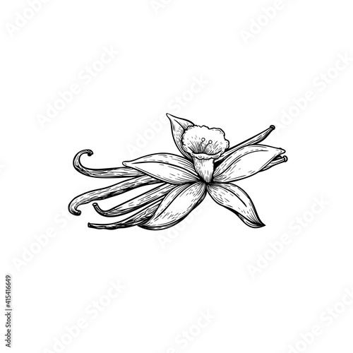 Vanilla sticks and flower. Sketch style hand drawn design. Aroma spices drawing. Vector illustration isolated on white background.